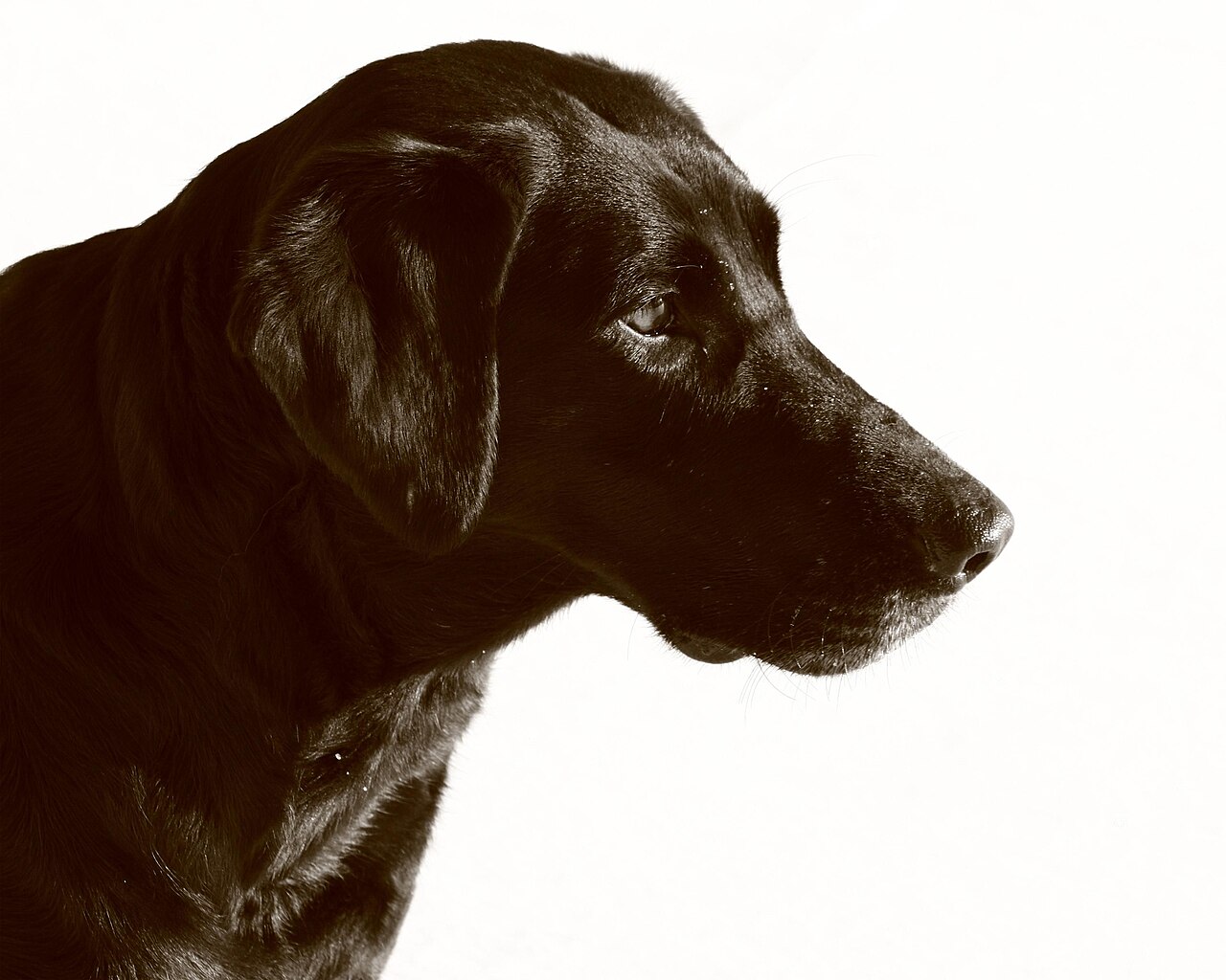 Perro tranquilo en la consulta de Nativa Vet