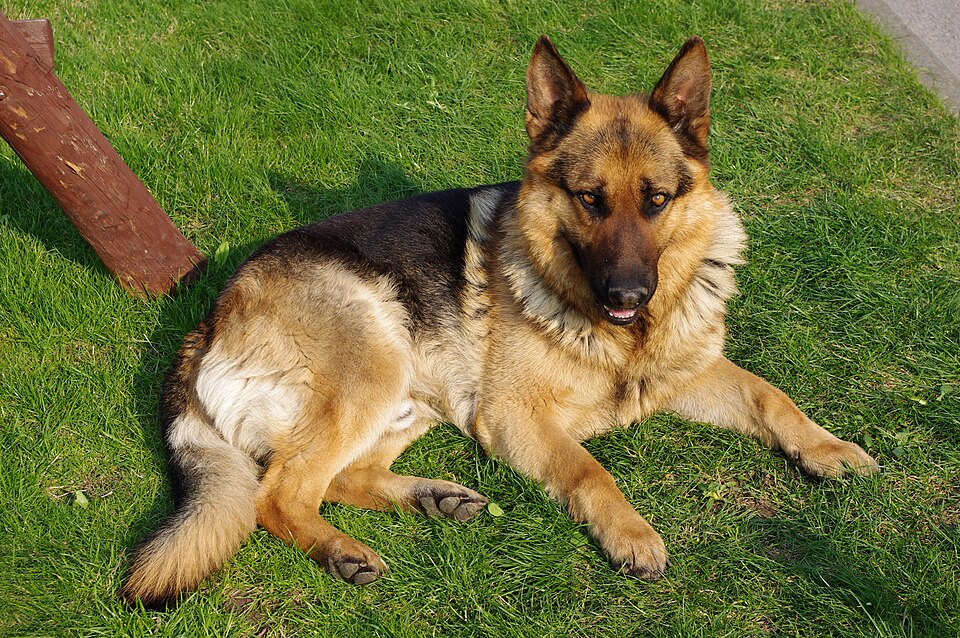 Perro en recuperación