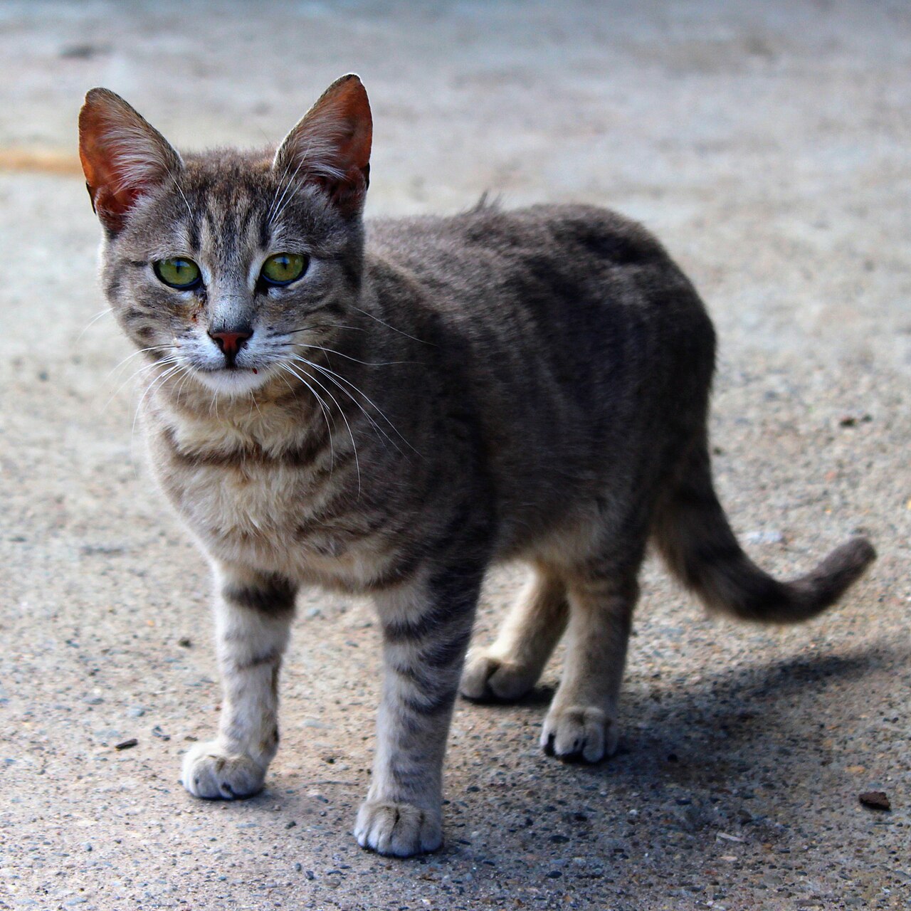 Veterinaria auscultando a un gato