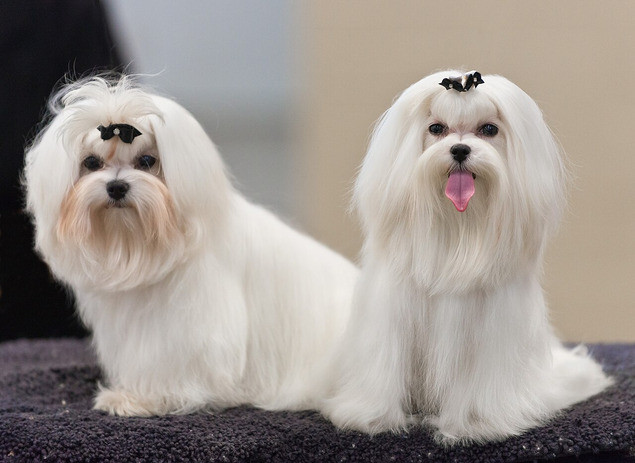 Perro en la peluquería