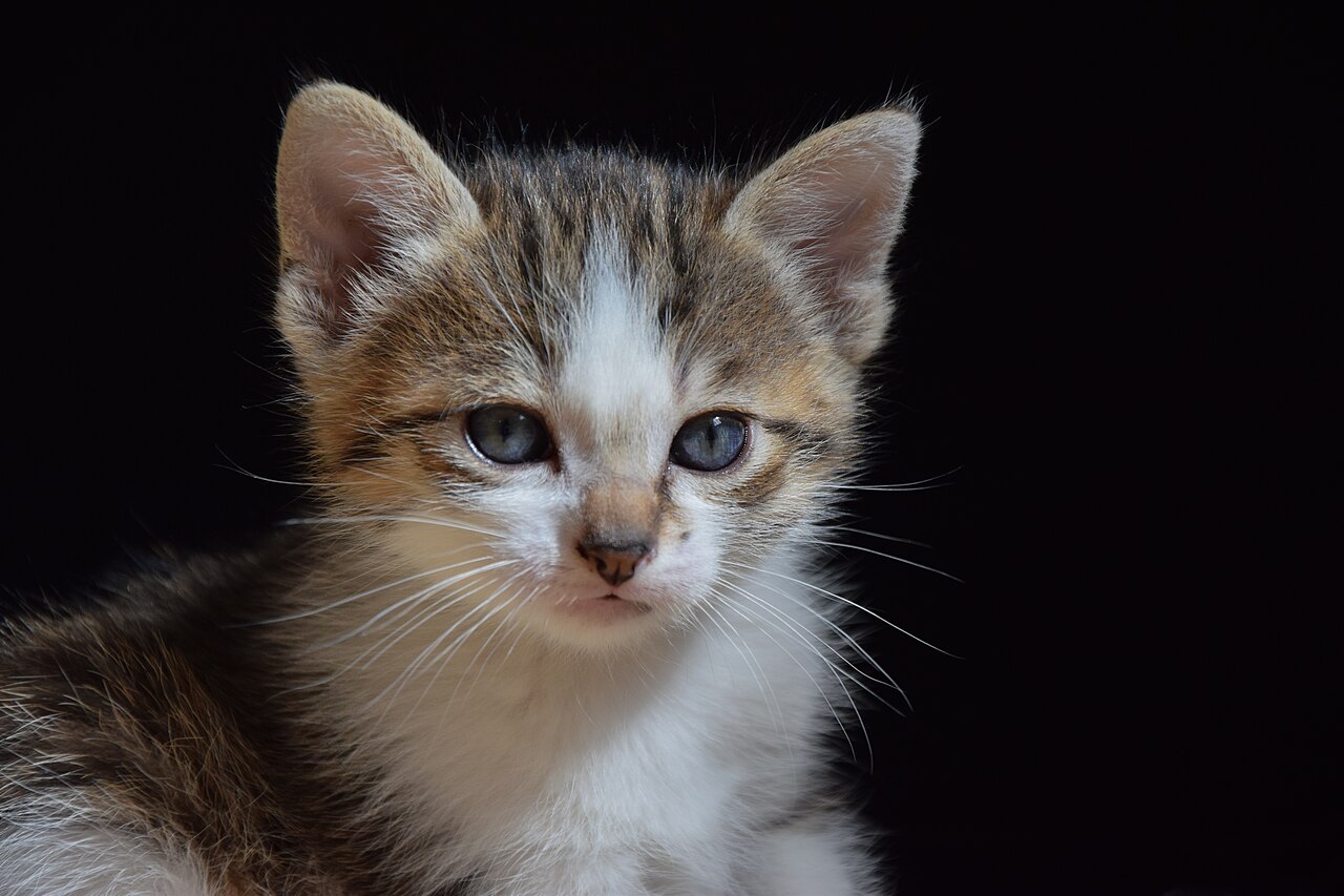 Gatitos en la clínica