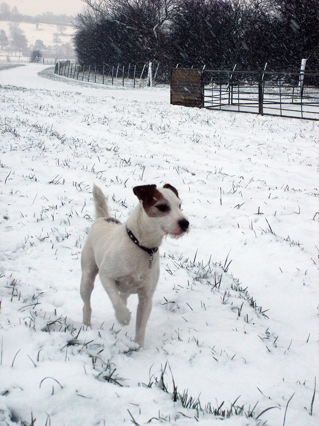 Perro jugando al aire libre