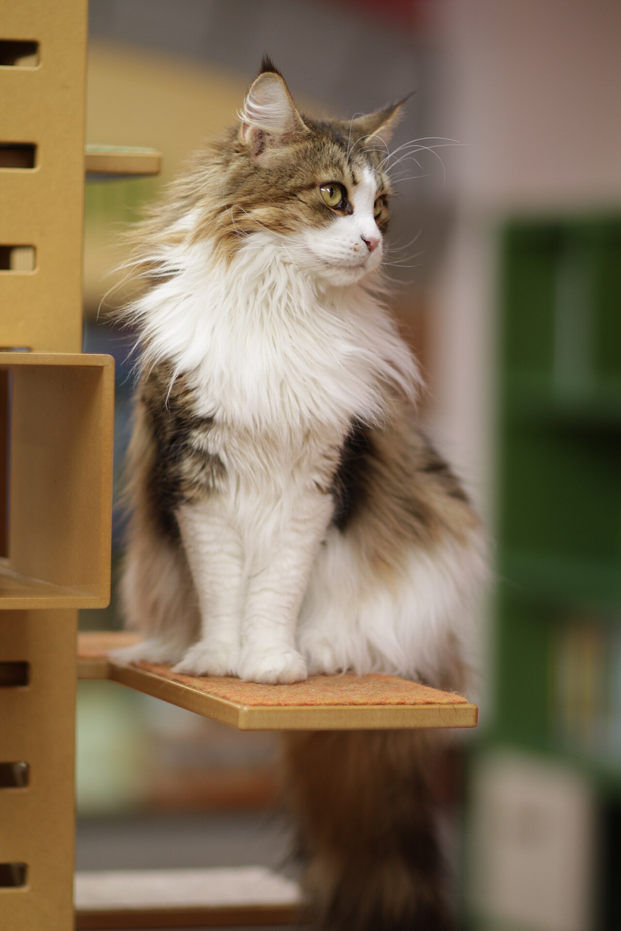 Gato Maine Coon